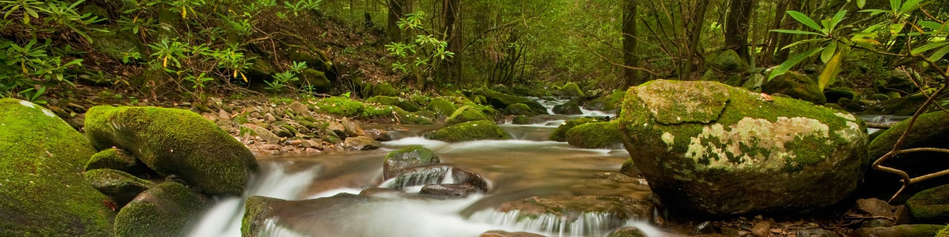 A forest stream with moss-covered rocks and a fallen leaf.