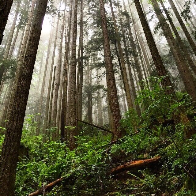 The trees along the main trail were really tall and skinny! When I went, it was a bit of a misty day so that created a more ominous scene. 
Round trip: ~5 miles.
