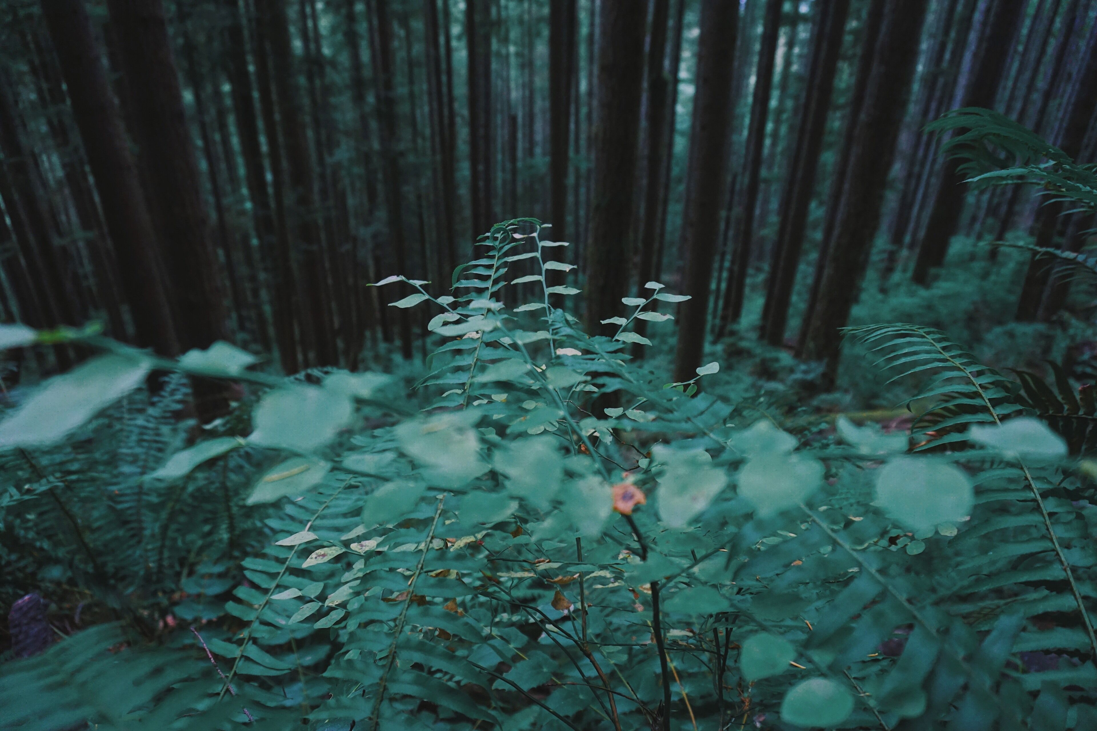 Eco therapy #wow #nature #hiking #outdoor #adventure #pnw