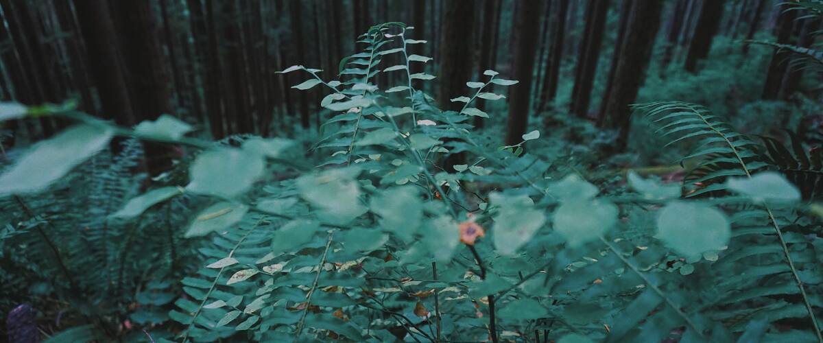 Eco therapy #wow #nature #hiking #outdoor #adventure #pnw