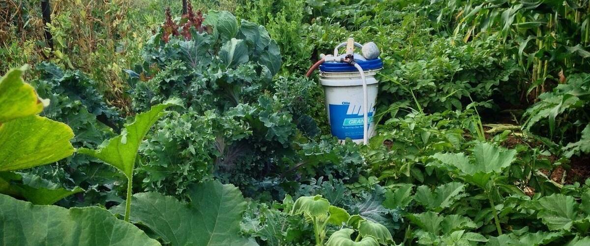 A garden with various plants and a blue bucket labeled "GRANA".