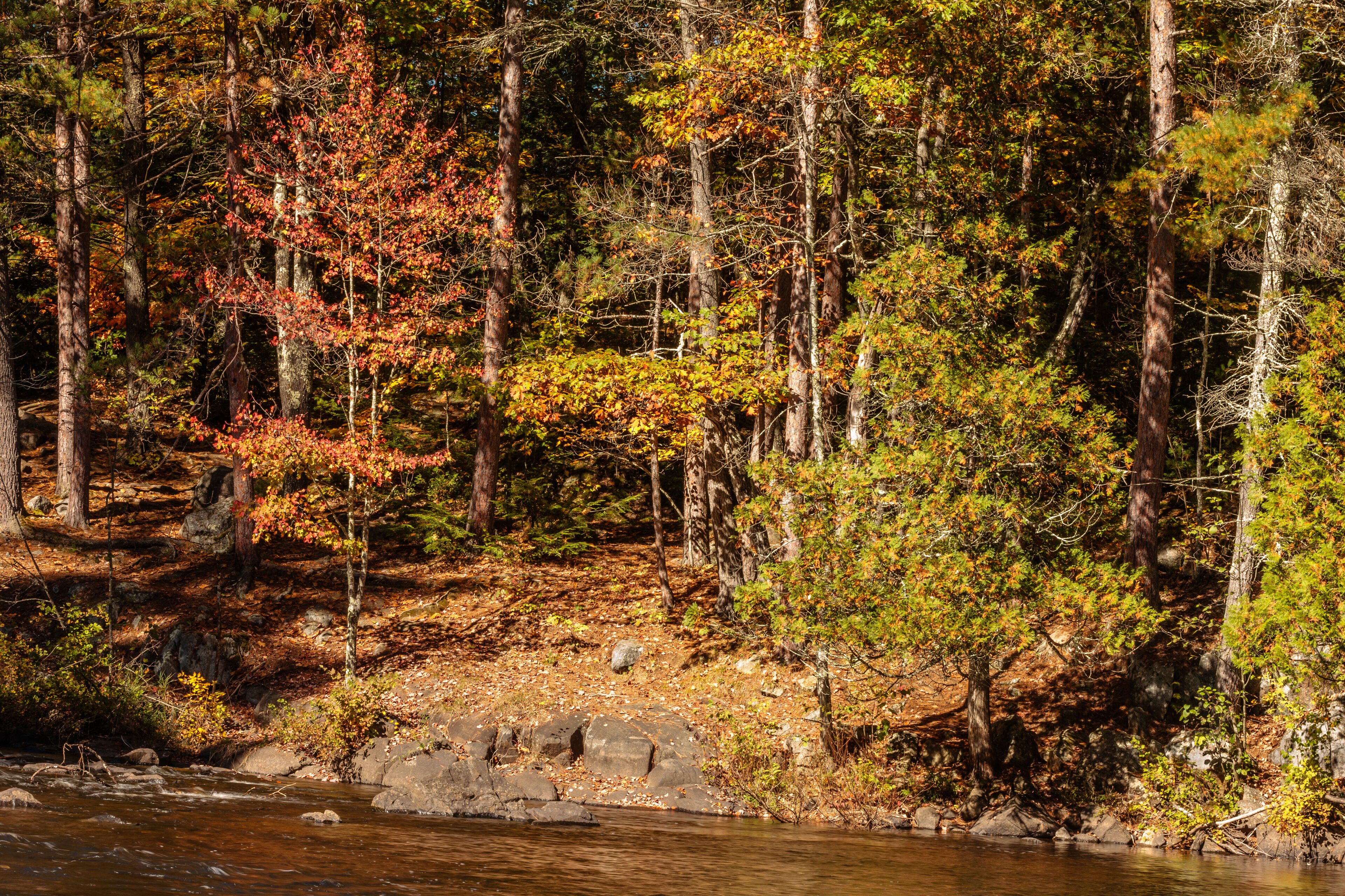 The shadowed autumn shoreline along the Pike River at Dave's Falls County Park, Marinette County, Amberg, Wisconsin in mid-October