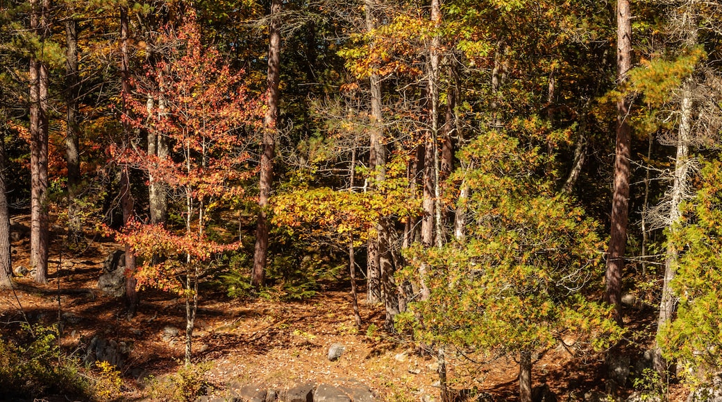 The shadowed autumn shoreline along the Pike River at Dave's Falls County Park, Marinette County, Amberg, Wisconsin in mid-October