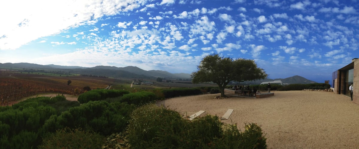 A vineyard with rows of grapevines, a tree, and a building in the foreground.