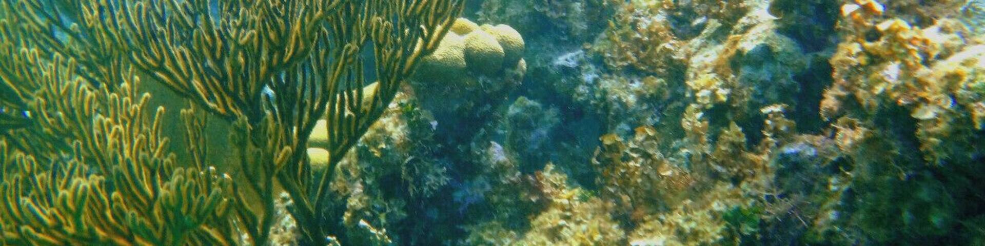 Invest in an underwater camera if you are going to Belize. Being able to capture the experience on camera will be well worth the effort of investing in the camera.
We just did regular snorkeling because we didn't want to pay extra for an air tank. If you are a strong swimmer or can hold your breath for a while this is fine. I was at the bottom the whole time with the turtles, sharks and fish snapping my camera and coming up for air when I needed it. It was a workout haha.