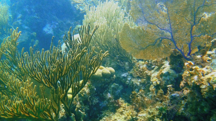 Invest in an underwater camera if you are going to Belize. Being able to capture the experience on camera will be well worth the effort of investing in the camera.
We just did regular snorkeling because we didn't want to pay extra for an air tank. If you are a strong swimmer or can hold your breath for a while this is fine. I was at the bottom the whole time with the turtles, sharks and fish snapping my camera and coming up for air when I needed it. It was a workout haha.