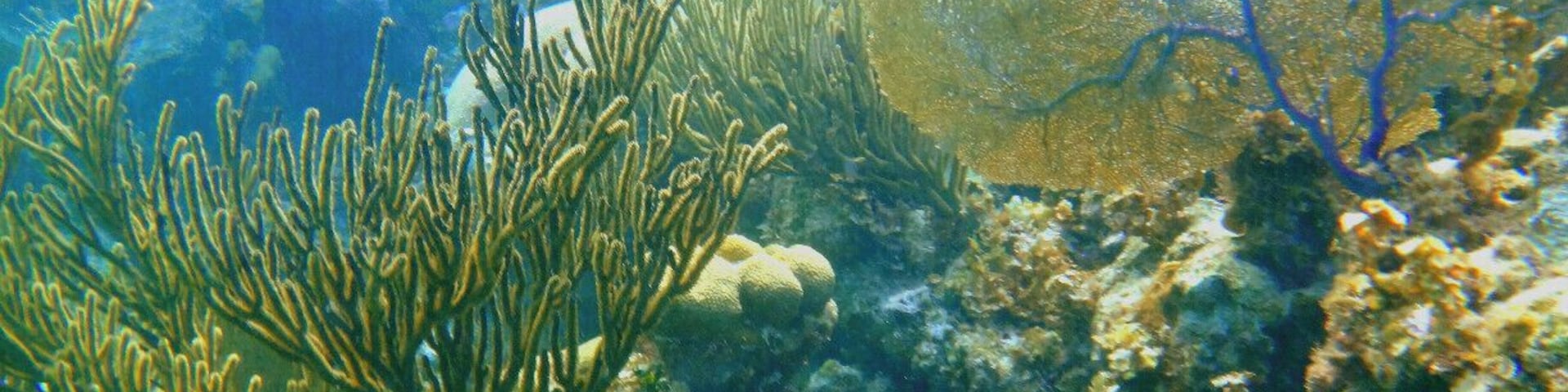 Invest in an underwater camera if you are going to Belize. Being able to capture the experience on camera will be well worth the effort of investing in the camera. 
We just did regular snorkeling because we didn't want to pay extra for an air tank. If you are a strong swimmer or can hold your breath for a while this is fine. I was at the bottom the whole time with the turtles, sharks and fish snapping my camera and coming up for air when I needed it. It was a workout haha.