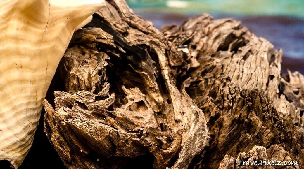 Spending a week on a beautiful island with only a handful off other people sounds super expensive. But it can be done on a budget as well. Check out travelpixelz.com to find out where you can live that Robinson-crusoe-lifestyle for under 250$ US a week. Check out www.travelpixelz.com for more in depth information. #belize #gloversreef #beach #paradise #centralamerica #island