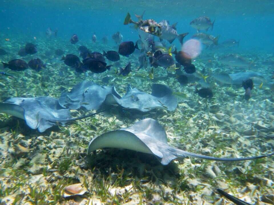 Loved snorkeling here! Got to see a bunch of sharks, rays, turtles, and fish! 🐠🐟🐢