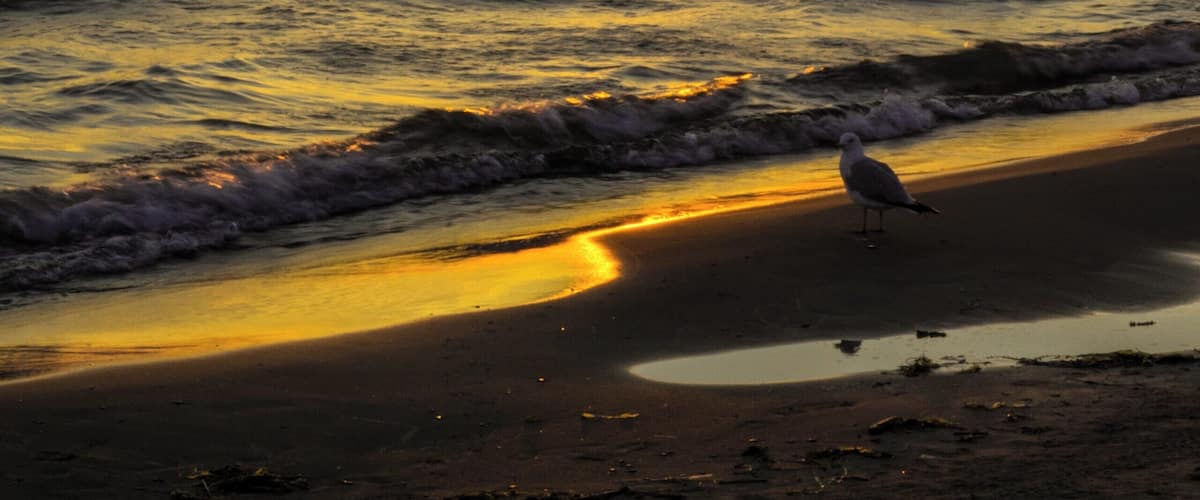 Summer sunset at Sauble Beach
#Golden