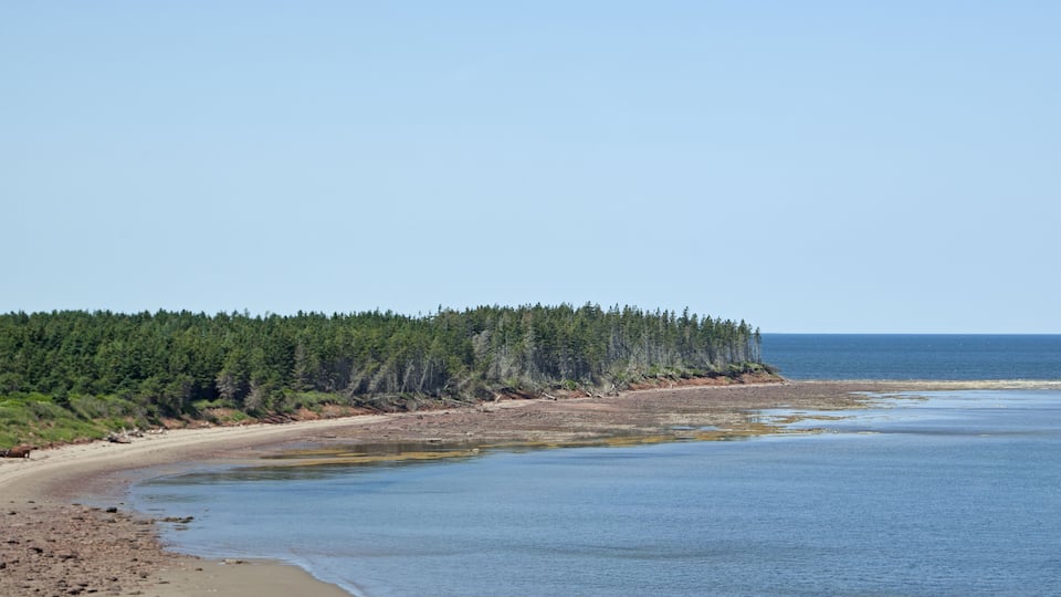 A beach with a forested area in the background and calm water.