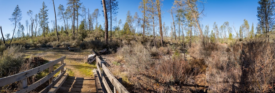 A wooden bridge in a forested area with tall trees and dry underbrush.