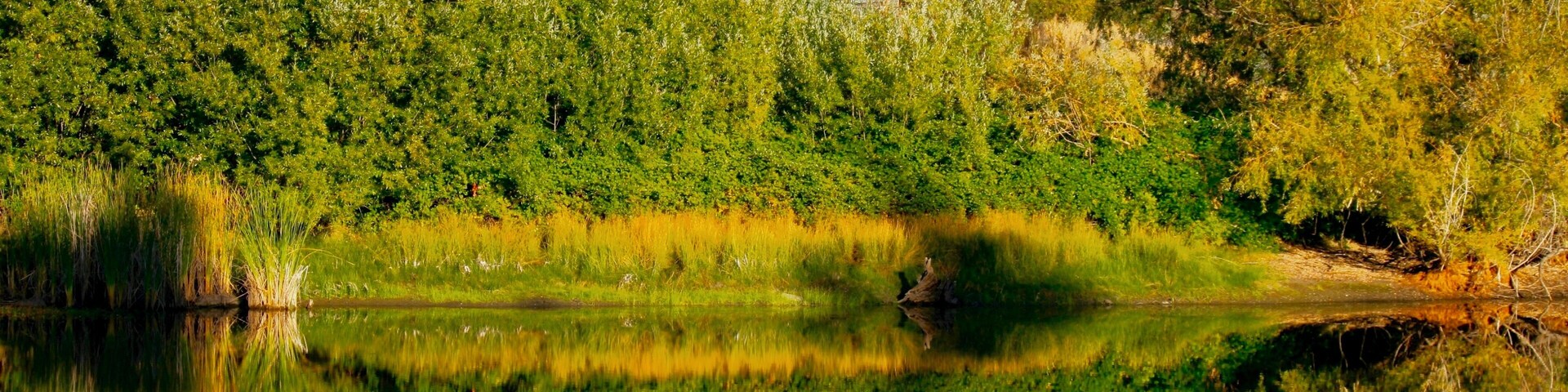 While driving through the Sierra Nevada foothills to Placerville, Lynn and I decided to take local roads and noticed this lake. The water was completely flat and provided a clear reflection. Sometimes it is nice to find unexpected little gems in your local area.
#Golden