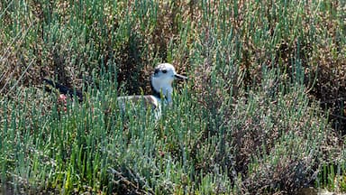 A bird in a field of tall grass.