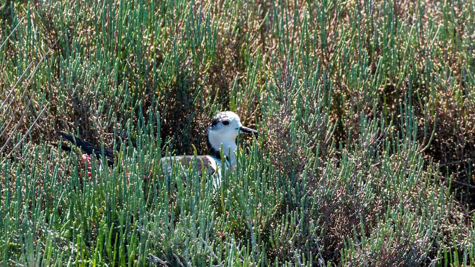 A bird in a field of tall grass.