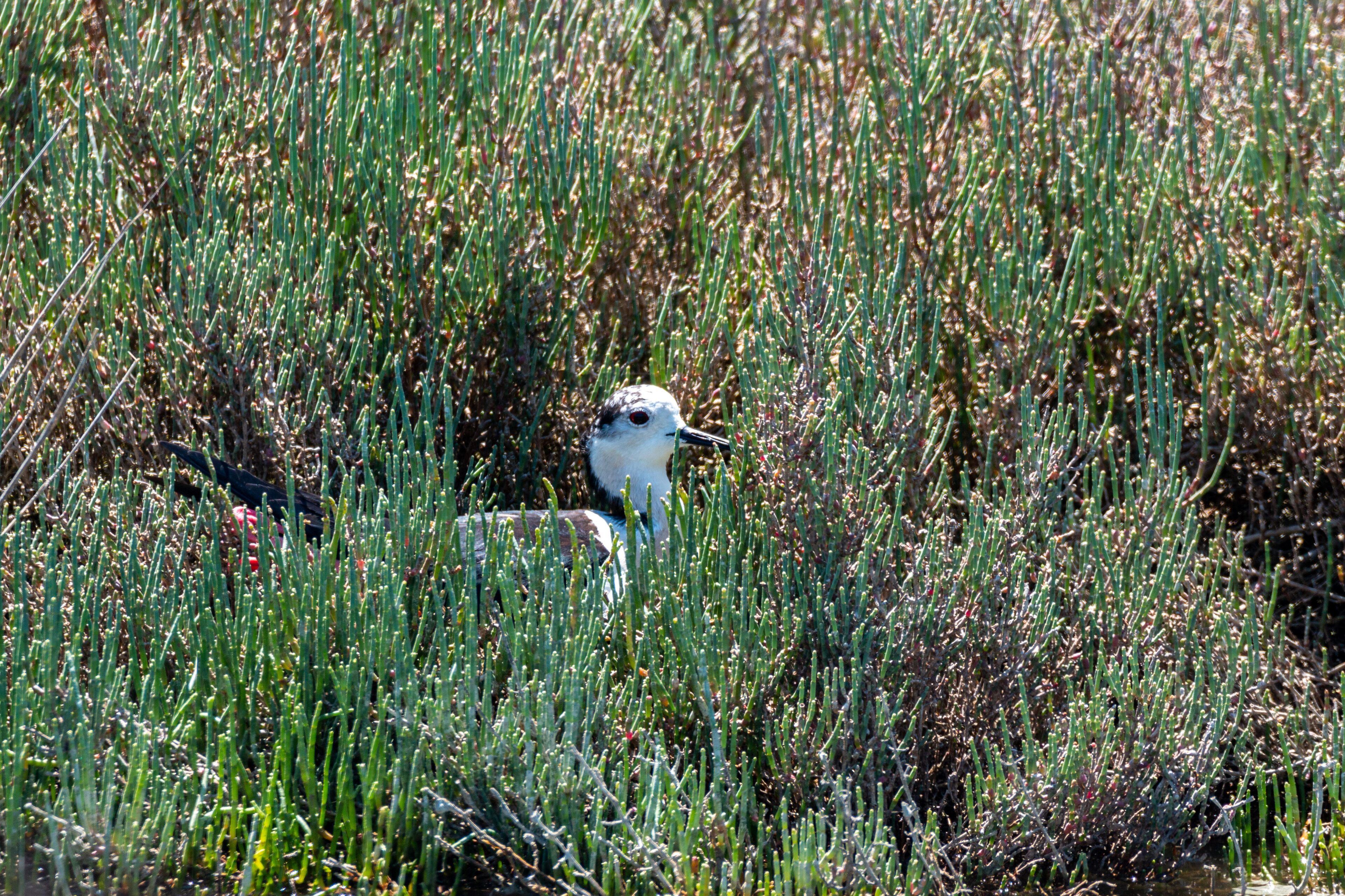 A bird in a field of tall grass.