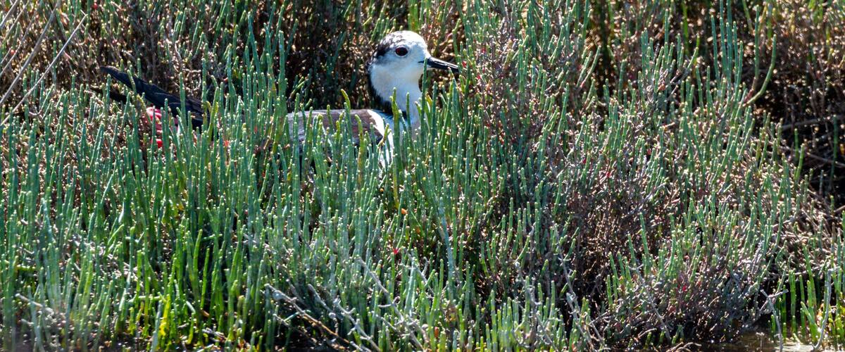 A bird in a field of tall grass.
