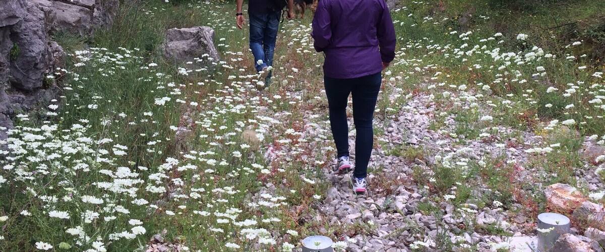 A rocky path leading to a tunnel entrance surrounded by greenery and white flowers.