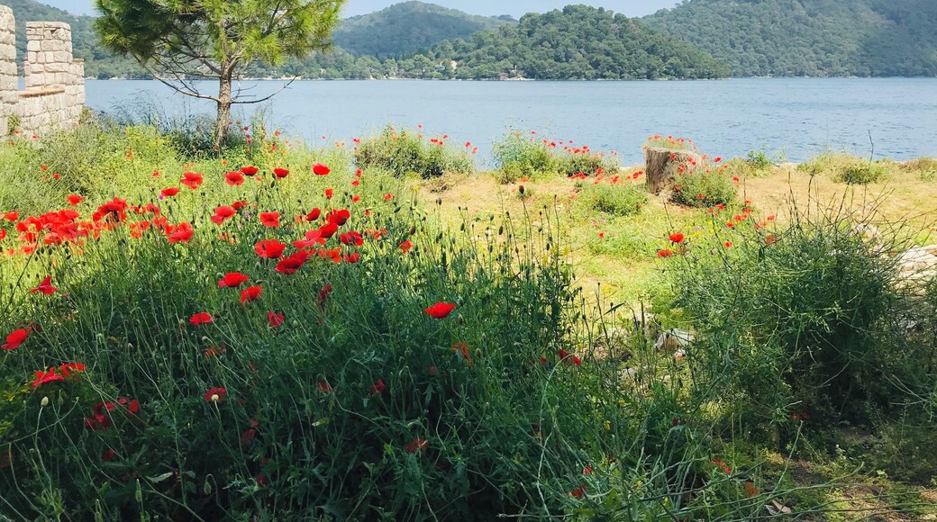 Mljet