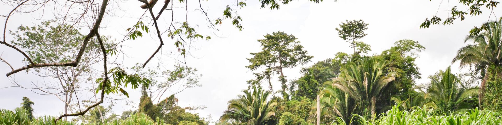Beautiful rural landscape of the jungle in Cockscomb Basin Wildlife sanctuary, Stann Creek, BElize