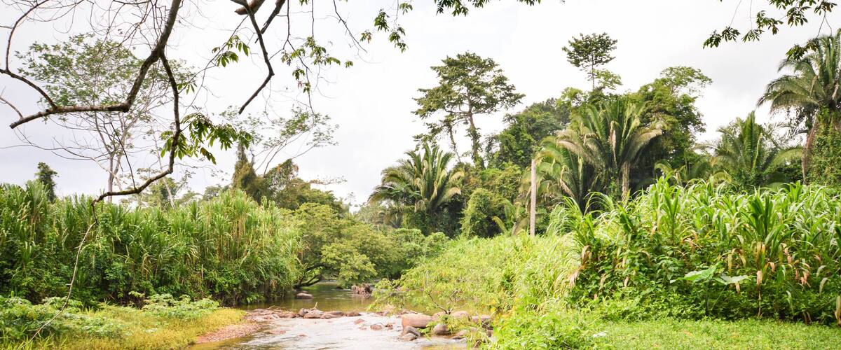 A river flowing through a lush green landscape with dense vegetation and palm trees.
