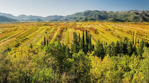 Weingärten bei Vrgorac, Dalmatien, Kroatien