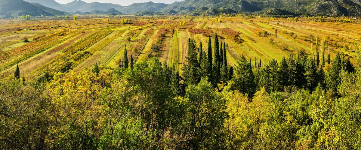 A vast agricultural landscape with terraced fields, dense forest in the foreground, and mountains in the background.