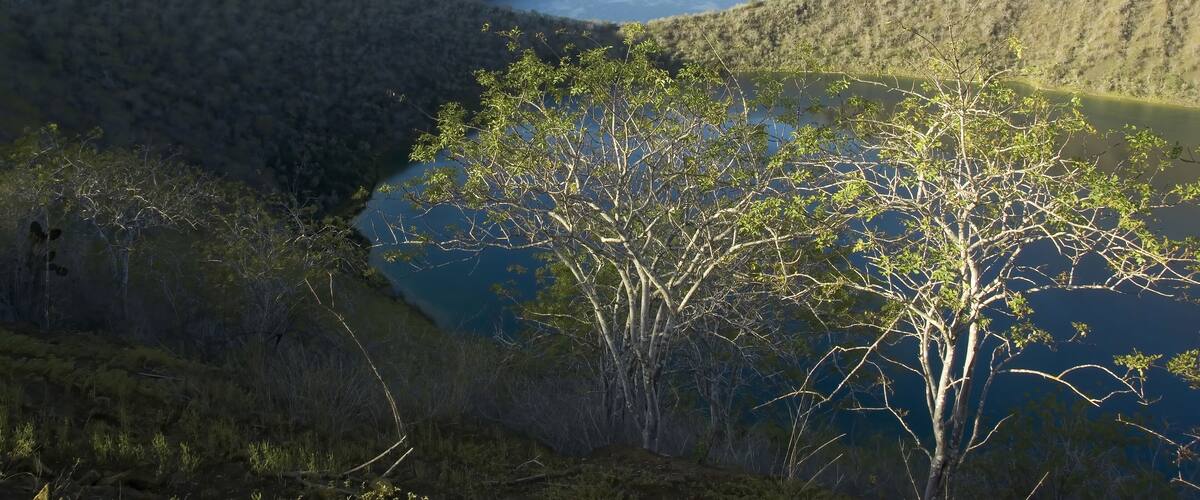 A coastal landscape with hills, a body of water, and a tree in the foreground.