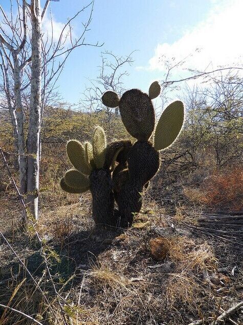 Hiking along the trail to peer down into Darwin's Crater Lake, and something about this prickly pear cactus just said, take my picture :)