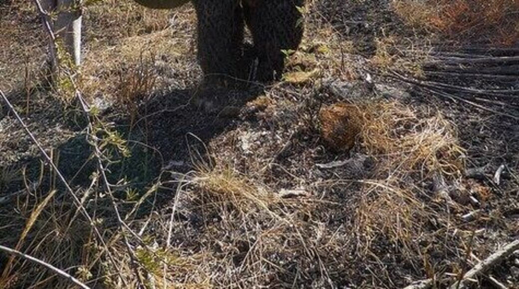 Hiking along the trail to peer down into Darwin's Crater Lake, and something about this prickly pear cactus just said, take my picture :)