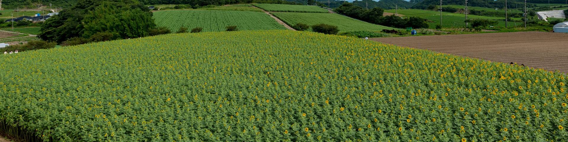 Minamichita/Aichi/Japan 07-08-2018 Beautiful planting of sunflowers in Japan.; Shutterstock ID 1141359530; Purchase Order: -