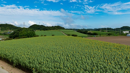 Minamichita/Aichi/Japan 07-08-2018 Beautiful planting of sunflowers in Japan.; Shutterstock ID 1141359530; Purchase Order: -