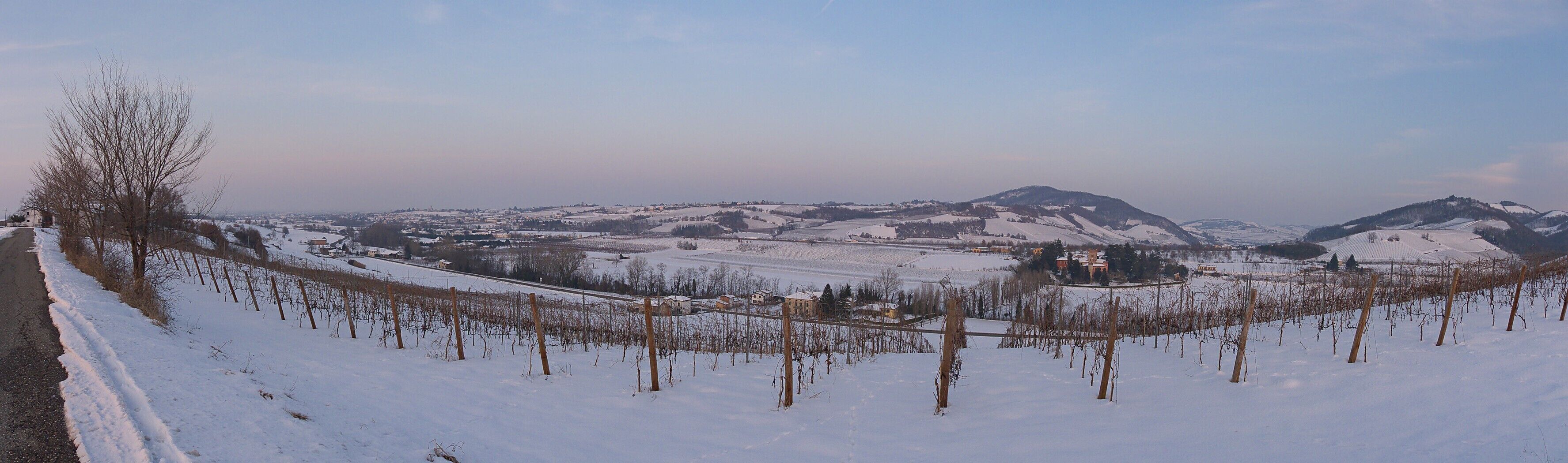 A snow-covered vineyard with a mountain in the background.
