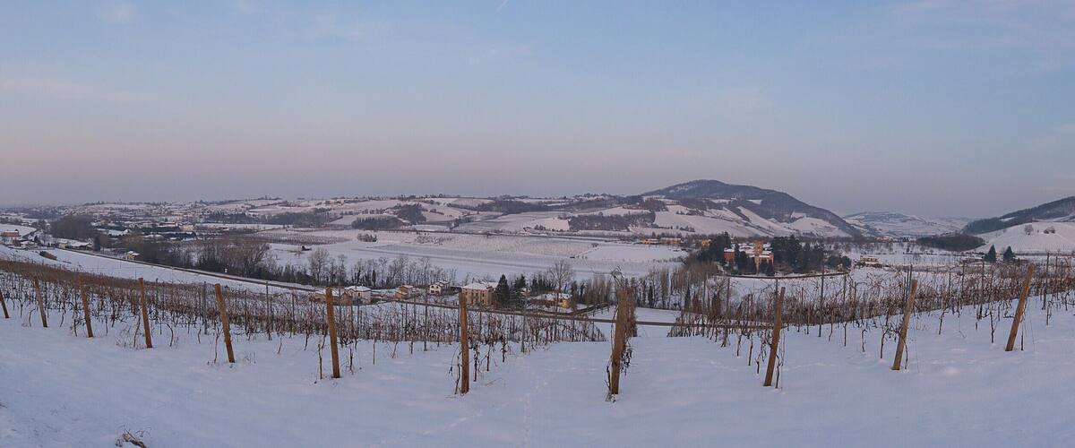 A snow-covered vineyard with a mountain in the background.