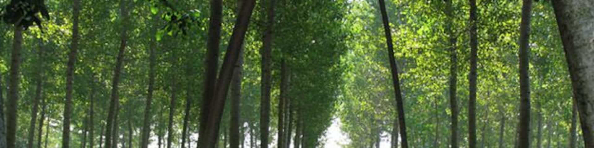 Foresta vicino Cisliano 09/2006