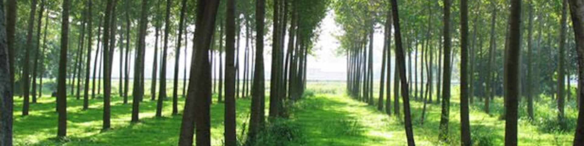 Foresta vicino Cisliano 09/2006