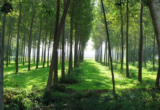 A forest with a path leading to a body of water.