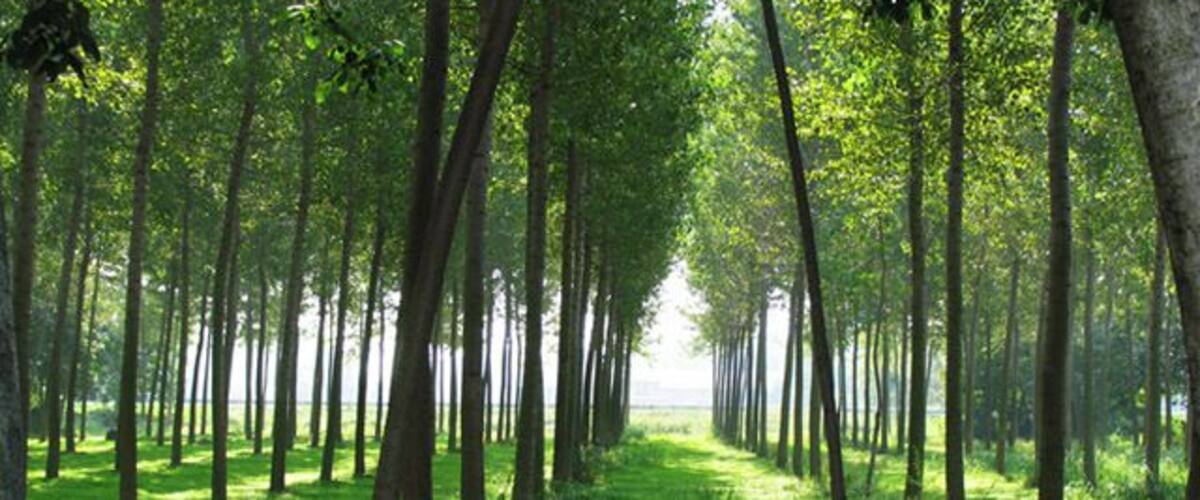 A forest with a path leading to a body of water.