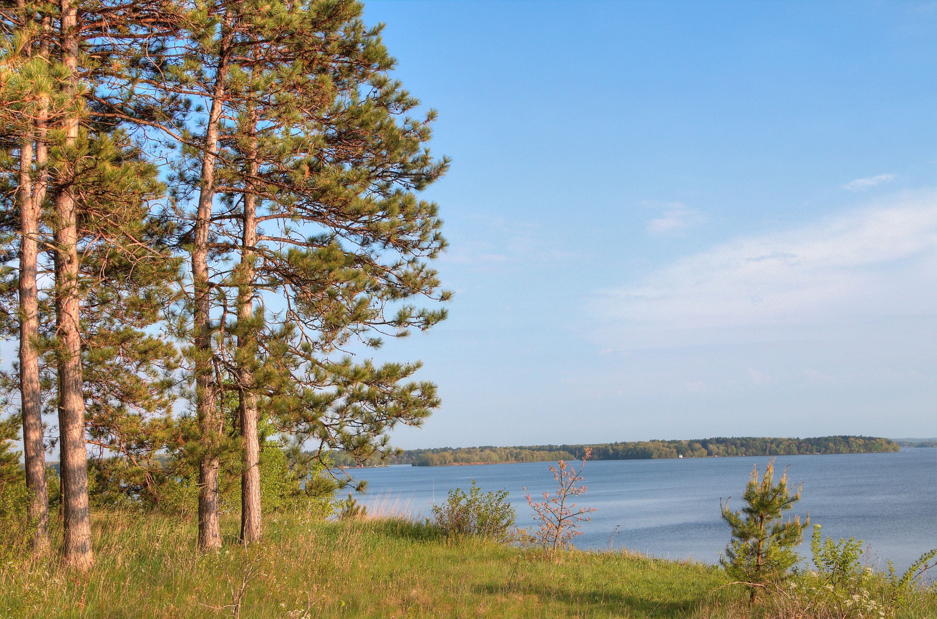 A lake surrounded by tall pine trees and grassy areas.