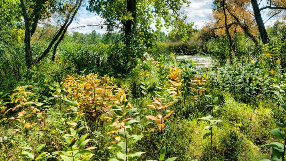 Prairie Planting At UWGB Cofrin Memorial Arboretum, Green Bay, Wisconsin