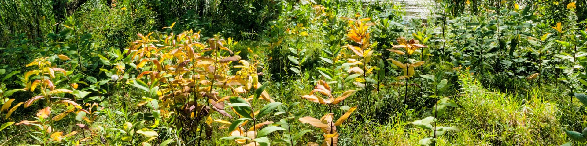 Prairie Planting At UWGB Cofrin Memorial Arboretum, Green Bay, Wisconsin