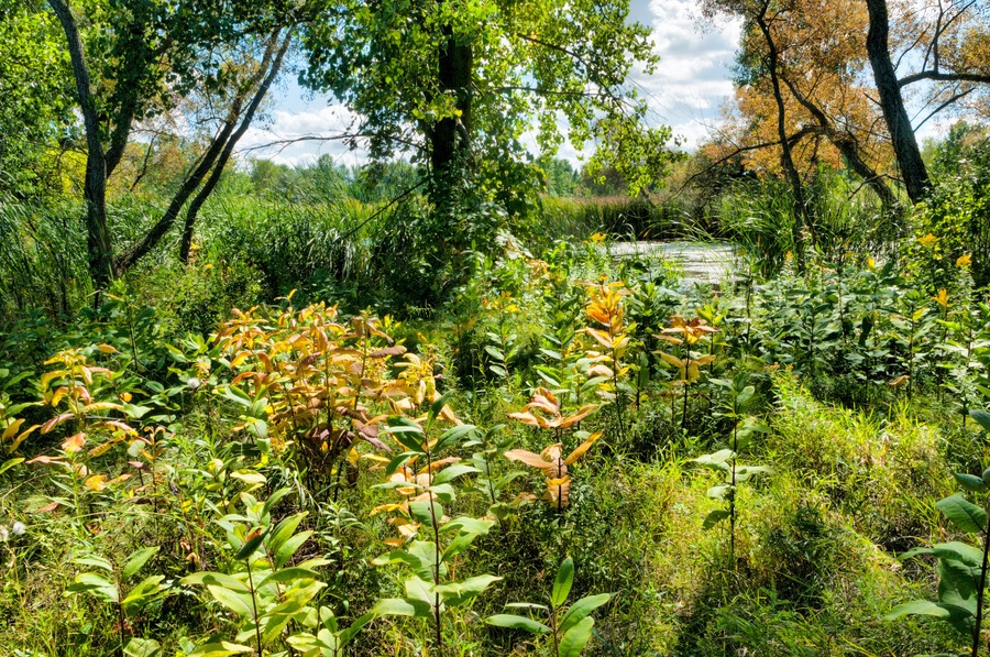 Prairie Planting At UWGB Cofrin Memorial Arboretum, Green Bay, Wisconsin