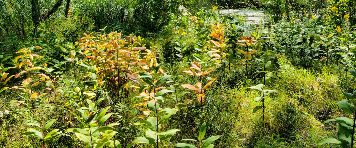 A lush forest with dense vegetation and a small stream in the background.