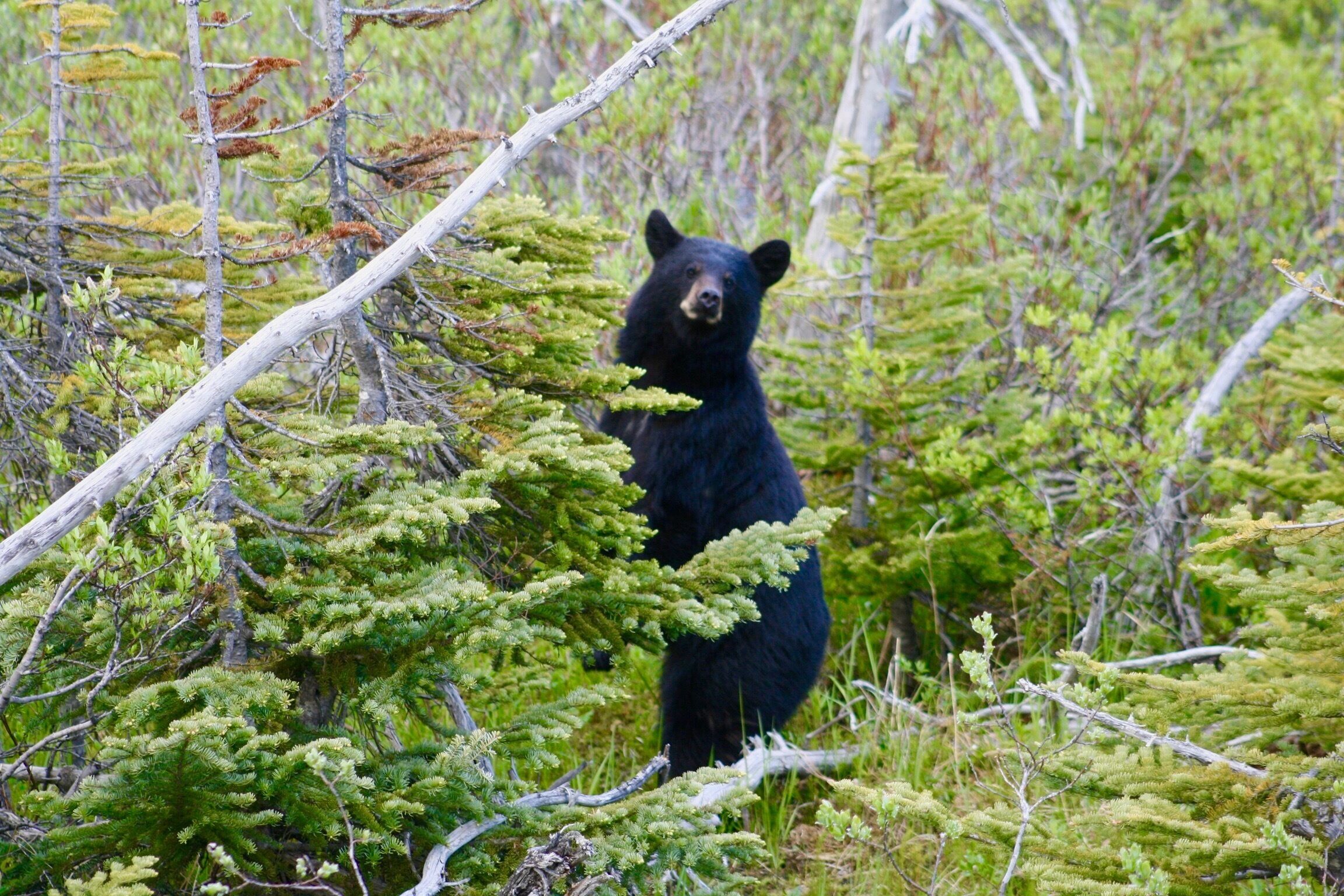 My wife caught this picture while driving the Klondike highway out of Skagway into Canada. In Late May to early June, the bears wake from hibernation and eat the dandelions on the side of the road. We saw 7 bears along the highway on our trip. By renting a Jeep in Skagway and avoiding the tours, one can to go at an easy pace and stop for long periods.
#GreatOutdoors
#Nature