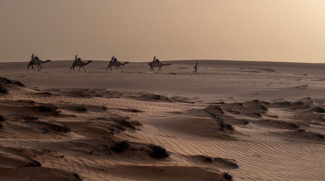 Paseo en camello por las dunas doradas en el Desierto de Lompoul, cerca de Saint Louis , SENEGAL al atardecer.