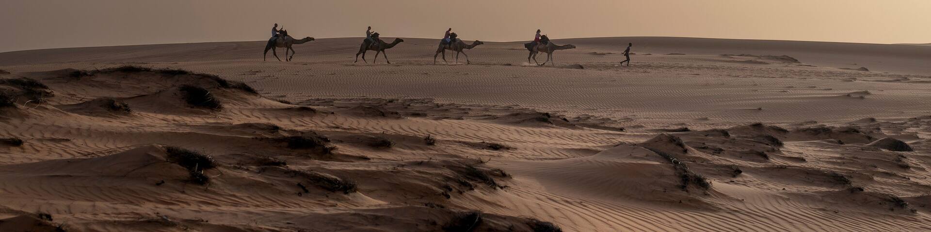 Paseo en camello por las dunas doradas en el Desierto de Lompoul, cerca de Saint Louis , SENEGAL al atardecer.