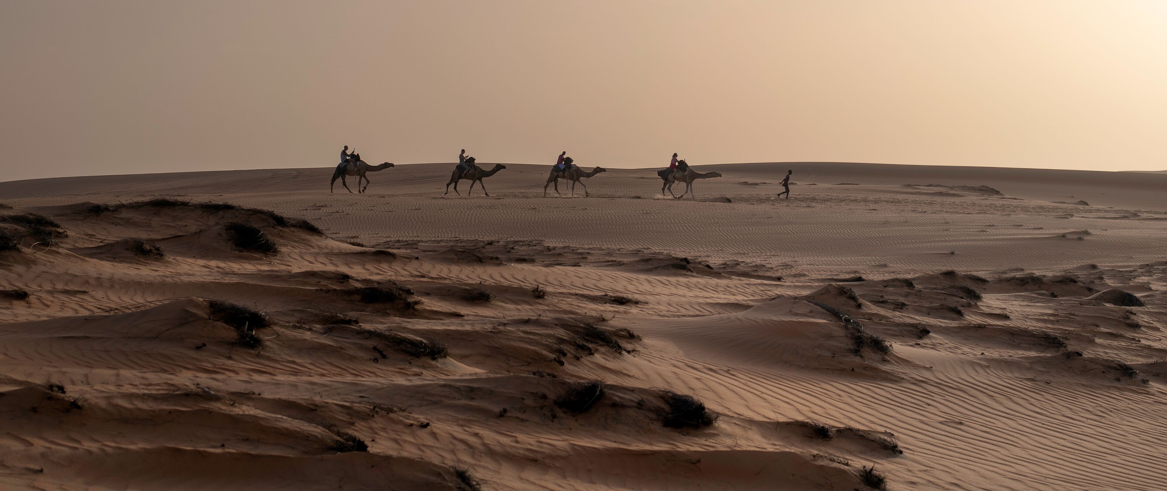 Paseo en camello por el Campamento  en el Desierto de Lompoul, cerca de Saint Louis , SENEGAL al atardecer
