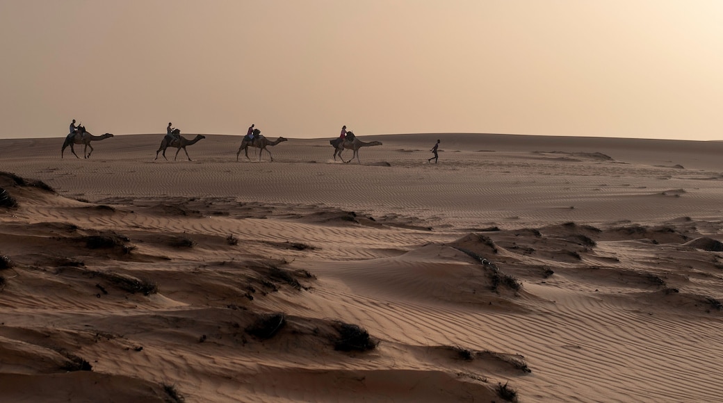 Paseo en camello por el Campamento en el Desierto de Lompoul, cerca de Saint Louis , SENEGAL al atardecer