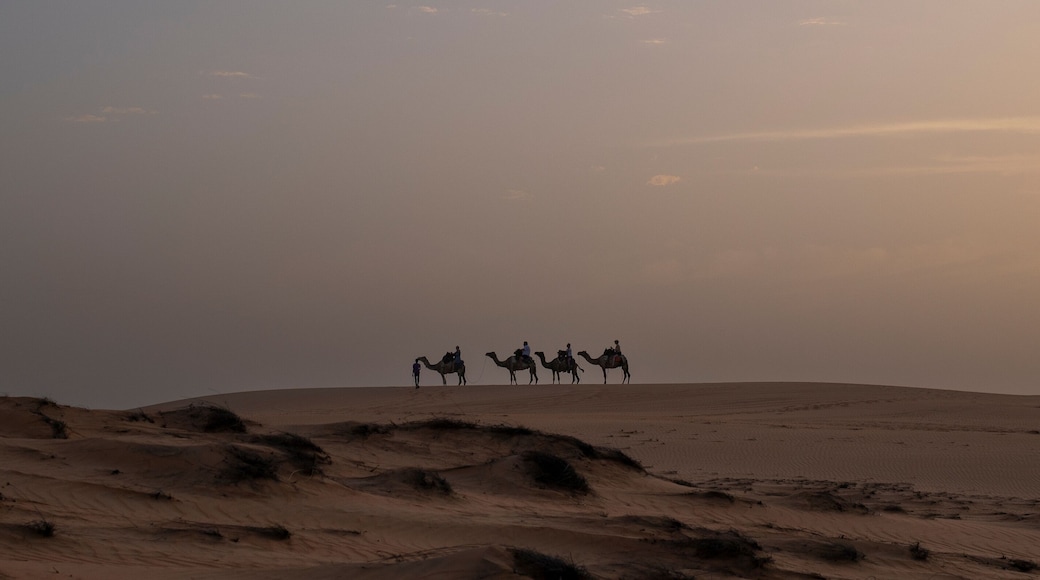 Paseo en camello por las dunas doradas en el Desierto de Lompoul, cerca de Saint Louis , SENEGAL al atardecer.