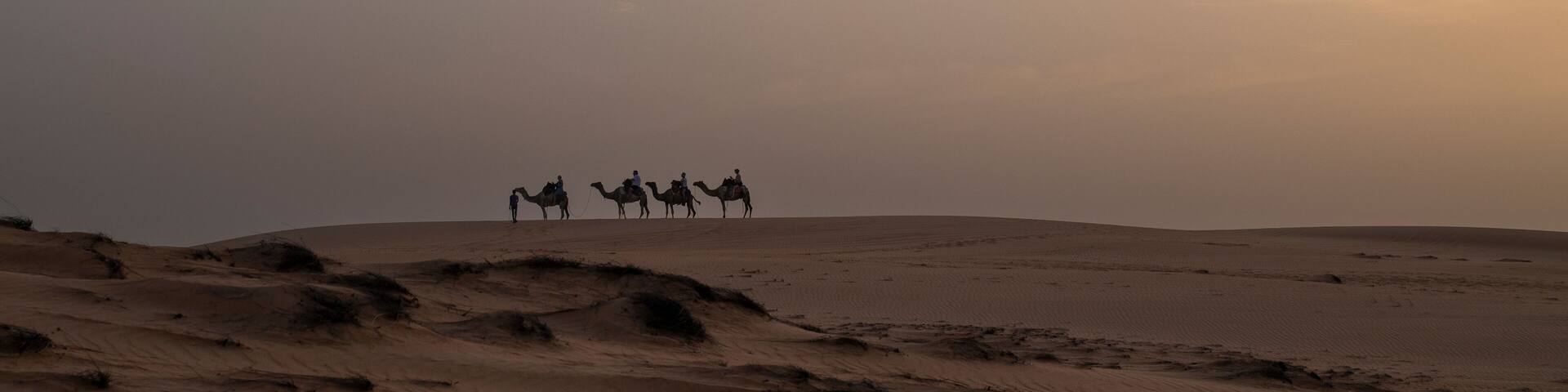 Paseo en camello por las dunas doradas en el Desierto de Lompoul, cerca de Saint Louis , SENEGAL al atardecer.